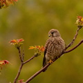 Kestrel, Riva, Istanbul, Turkey